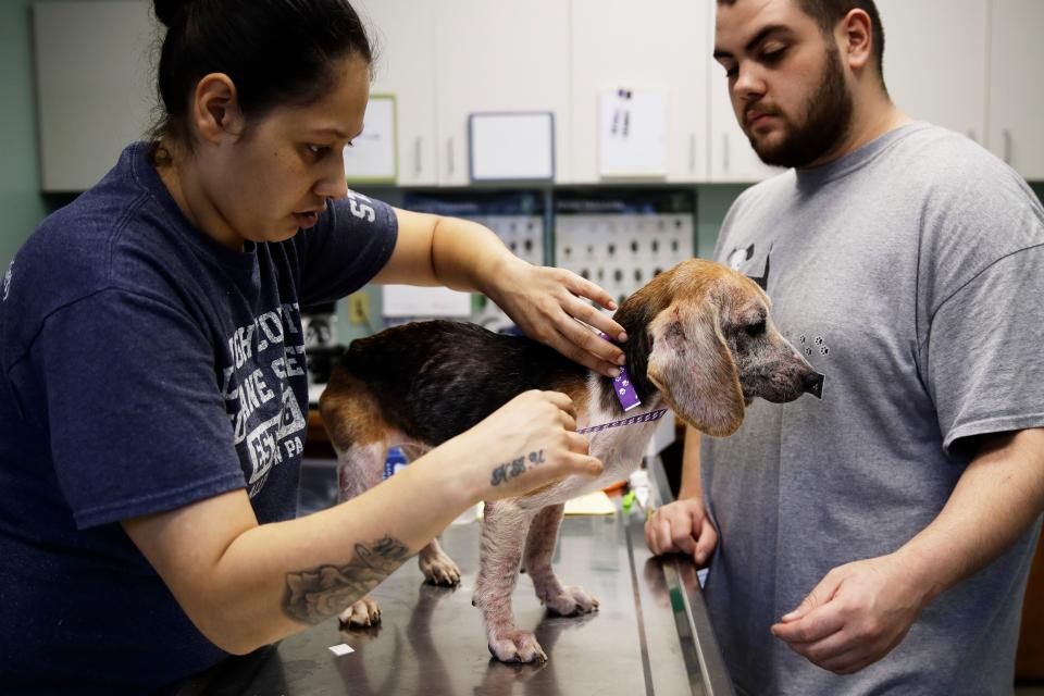 Veterinarian assistants Yanitsia Gonzales, left, and Nicola Feliciano examine a rescued beagle at the The Lehigh County Humane Society in Allentown, Pa., Monday, Oct. 8, 2018. Animal welfare workers removed 71 beagles from a cramped house in rural Pennsylvania, where officials say a woman had been breeding them without a license before she died last month. (AP Photo/Matt Rourke)