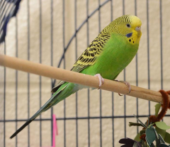 Basil, a parakeet, is up for adoption at the Connecticut Humane Society in Waterford. A second parakeet named Mint is also up for adoption.