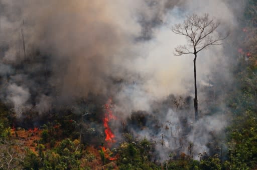 Pope Francis has denounced the destruction of the Amazonian rainforest in the name of 'enormous international economic interests'