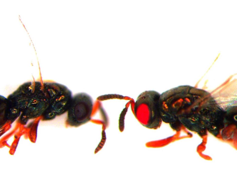 A red-eyed mutant jewel wasp stares at an unmodified companion with ordinary black eyes: Akbari Lab