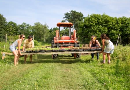 Farmers weed and transplant crops at Amber Waves Farm in Amagansett