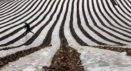 FILE PHOTO: A man walks through a field of maize, planted under a film of biodegradable plastic which raises the soil temperature at the start of the season, near the city of Londonderry, Northern Ireland, May 19, 2014. REUTERS/Cathal McNaughton/File Photo