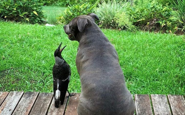 Molly the magpie and Peggy the Staffordshire bull terrier