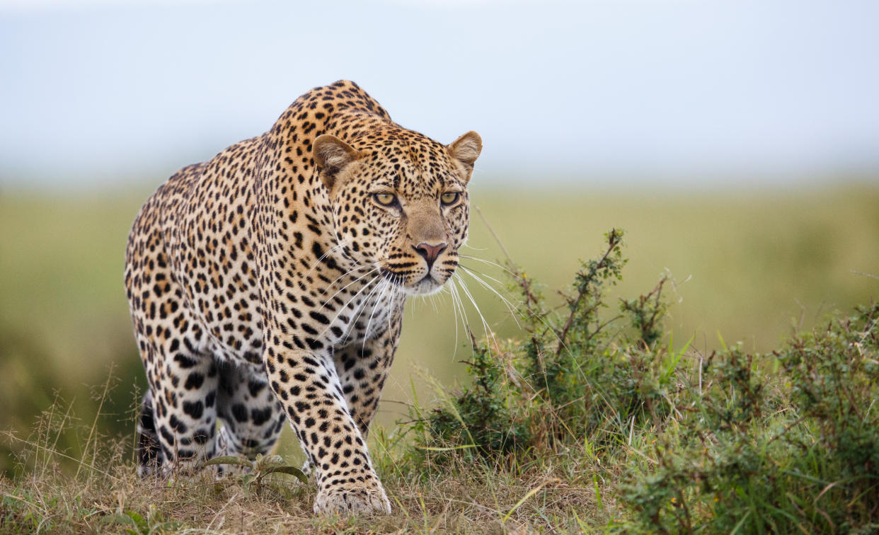 Leopard hunting in savannah