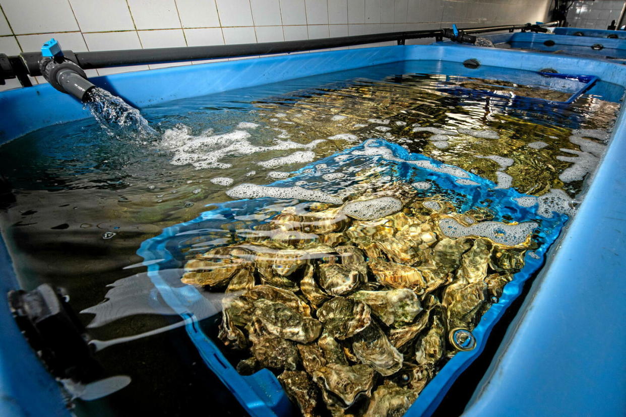 Les huîtres du bassin d'Arcachon sont à nouveau autorisées.  - Credit:MATHYS/ZEPPELIN/SIPA / SIPA / MATHYS/ZEPPELIN/SIPA