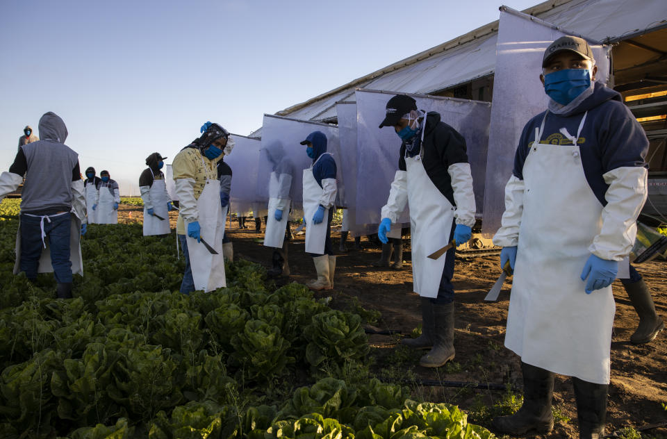 GREENFIELD, CA - APRIL 27: Farm laborers from Fresh Harvest working with an H-2A visa harvest romaine lettuce on a machine with heavy plastic dividers that separate workers from each other on April 27, 2020 in Greenfield, California. Fresh Harvest is the one of the largest employers of people using the H-2A temporary agricultural worker visa for labor, harvesting and staffing in the United States. The company is implementing strict health and safety initiatives for their workers during the coronavirus pandemic and are trying a number of new techniques to enhance safety in the field as well as in work accommodations. Employees have their temperature taken daily and are also asked a series of questions about how they feel. Despite current record unemployment rates in the U.S. due to COVID-19-related layoffs, there have been few applications to do this kind of work despite extensive mandatory advertising by companies such as Fresh Harvest. (Photo by Brent Stirton/Getty Images)