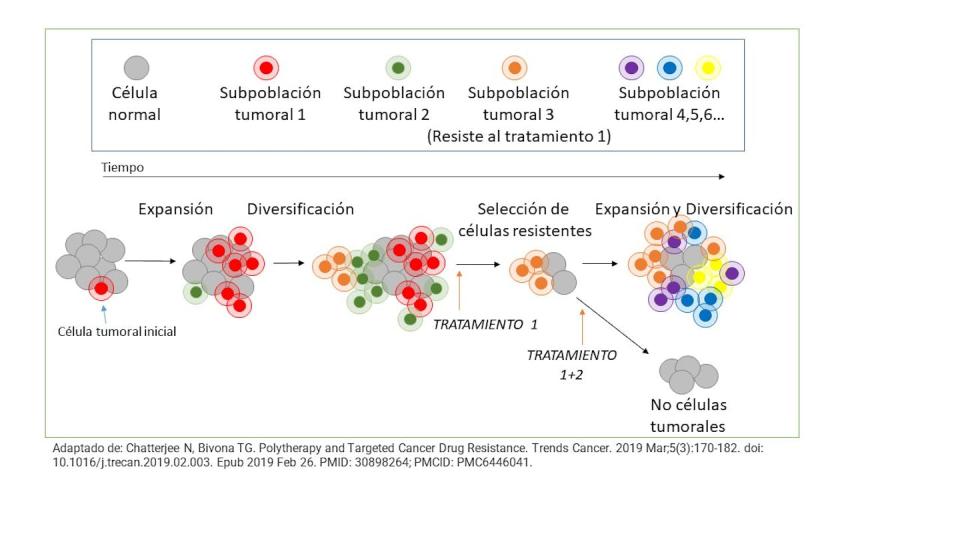 Una de las causas de la resistencia a los fármacos es la heterogeneidad de los tumores. Author provided