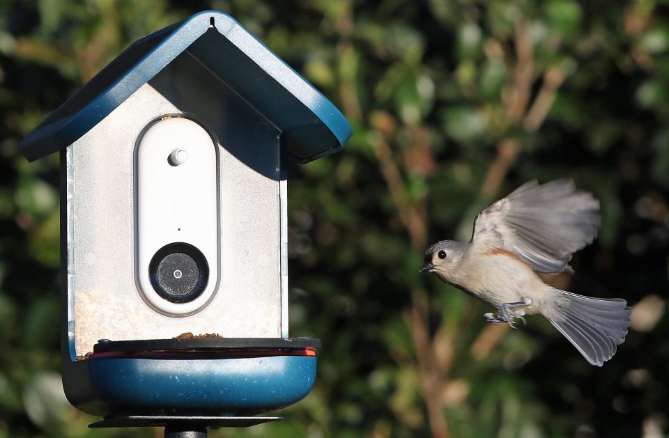 A titmouse arrives at the Bird Buddy feeder in the backyard of Gastonia City attorney Ash Smith Friday morning, Jan. 13, 2023.