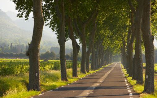 tree lined country road near Roussillon, France - David Noton/Getty Images