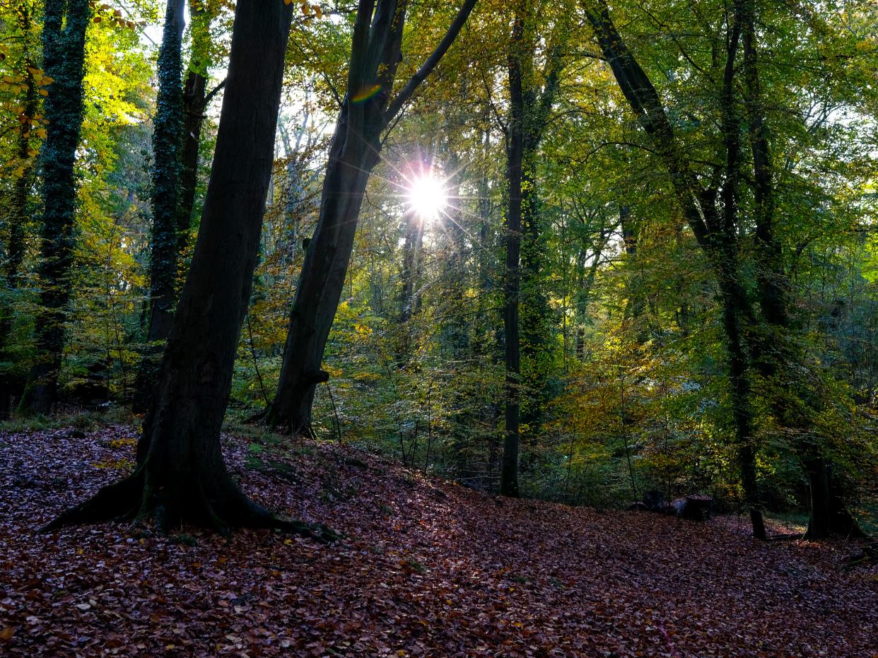 <p>Woodland accounts for 13 per cent of Britain’s surface area, about half of which consists of oak, beech and ash</p> (Richard Heathcote/Getty)