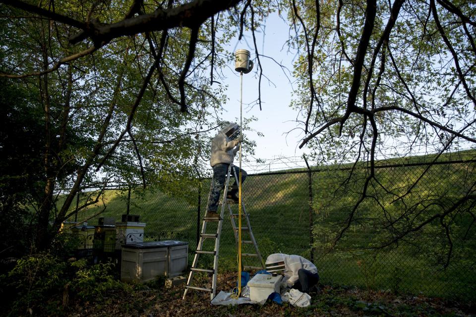 Beekeeper Sean Kennedy, above, with the assistance of fellow beekeeper Erin Gleeson, bottom, prepares a bucket on a pole to capture and relocate a swarm of honeybees in a tree in the American University Park neighborhood in Northwest, Monday, April 20, 2020, in Washington. The District of Columbia has declared beekeepers as essential workers during the coronavirus outbreak. If the swarm isn’t collected by a beekeeper, the new hive can come to settle in residential backyards, attics, crawlspaces, or other potentially ruinous areas, creating a stinging, scary nuisance. (AP Photo/Andrew Harnik)