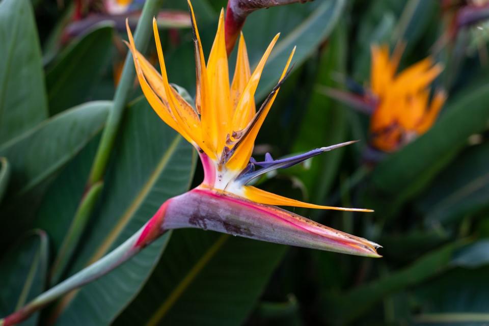 bird of paradise flower