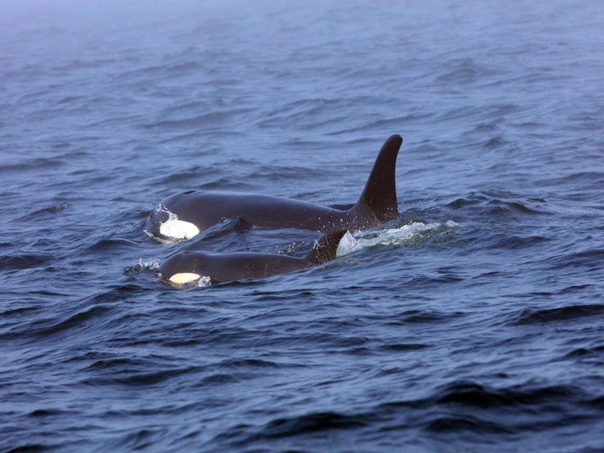 The orcas are facing extinction because of a dearth of salmon and human encroachment: AP