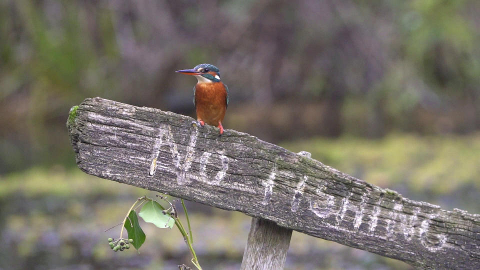 A dramatic fish-eye view shows life from beneath the surface - as a hidden underwater camera captures the moment a kingfisher dives from above to catch its next meal. The hidden GoPro camera shows the last peaceful seconds of the fish swimming along beneath the water's glassy surface - just before one of them becomes lunch for the agile kingfisher.