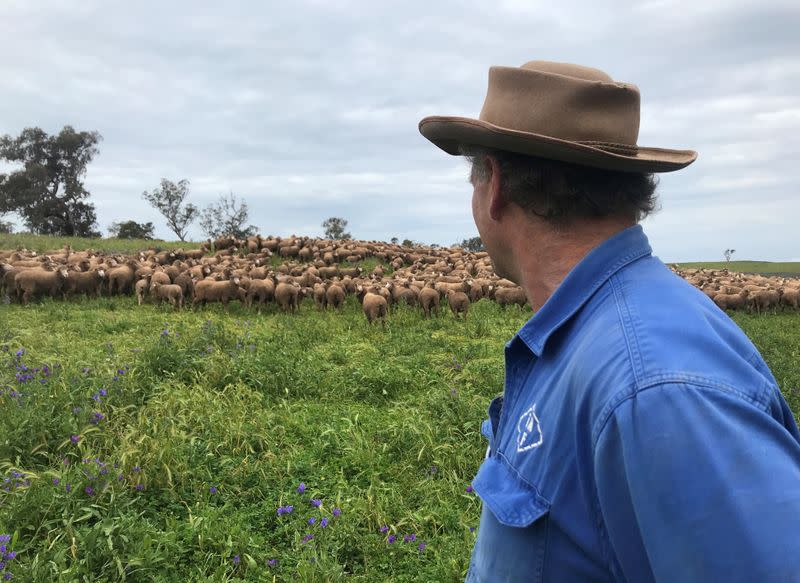 Wool and sheep producer Micheal Field looks at his merino sheep on the property "Benangaroo" in Jugiong