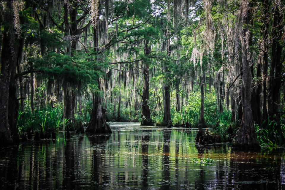 Bayou Country, Louisiana