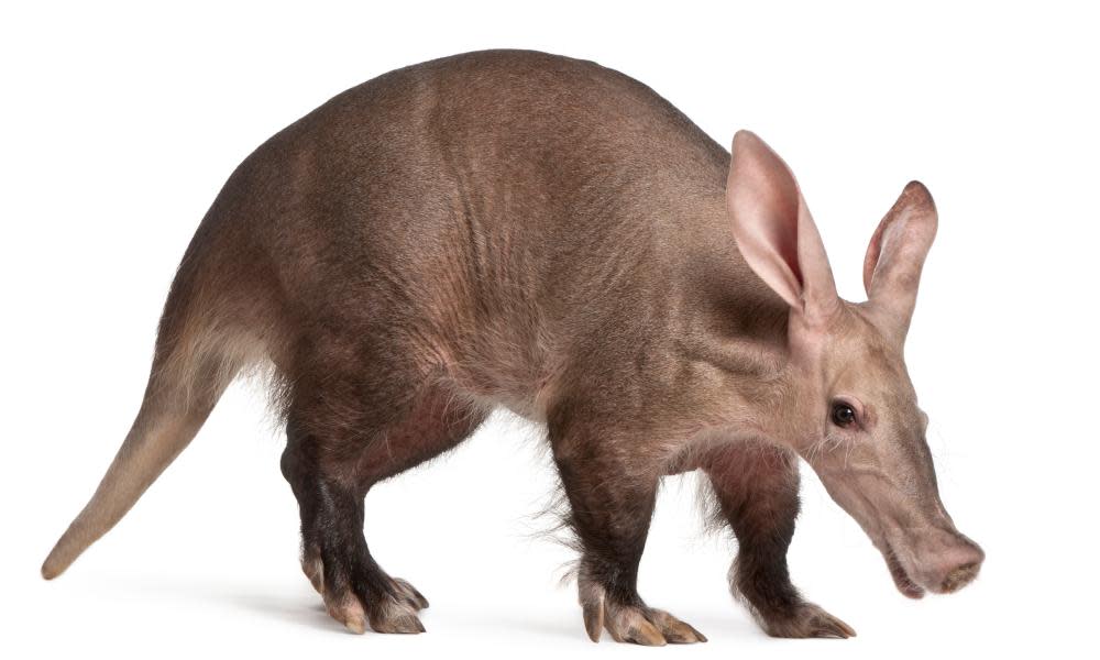 An aardvark