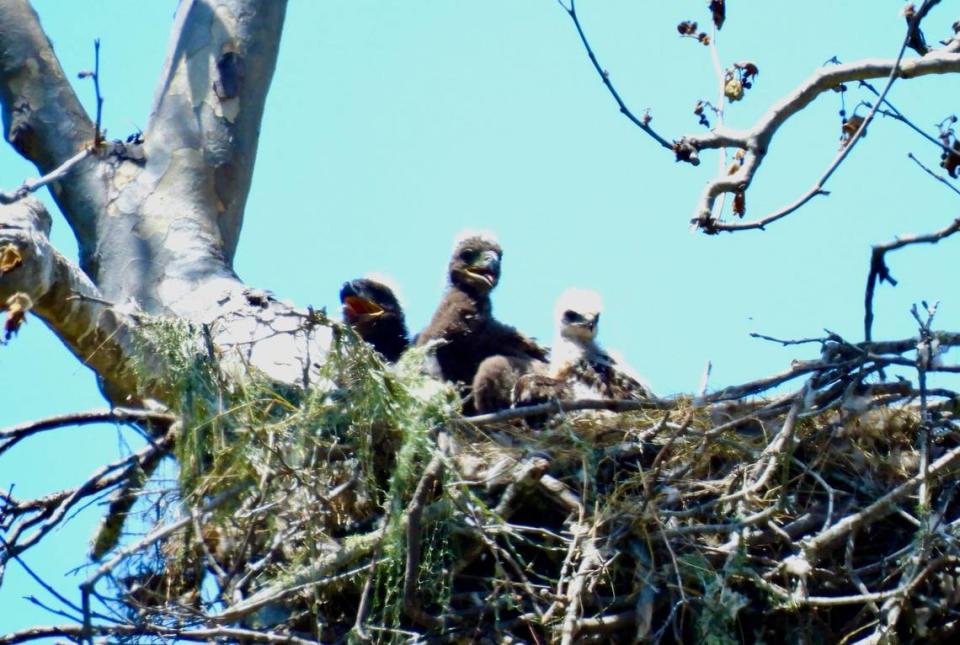 A baby red-tailed hawk, right, was plucked by bald eagle parents and is now sharing a nest in San Simeon with two eaglets, seen on May 21, 2024. “I think it’s such a privilege and a absolutely amazing thing to be able to witness them raise chicks and so I’m just in love with the whole thing,” said Elizabeth Appel of Cambria, an amateur photographer and birder who saw the birds sharing the nest. 