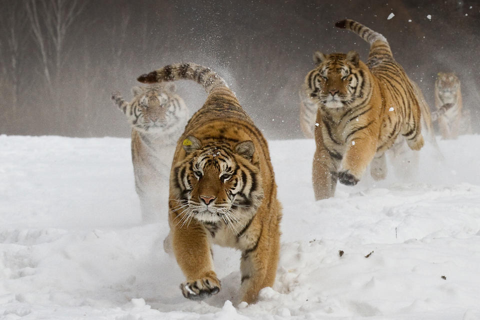 'Got to get it': Feeding time for wild Siberan tigers in China (James Chong)