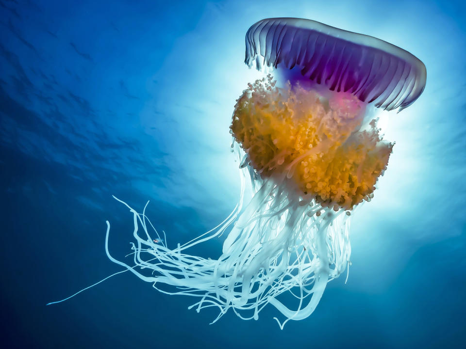 <p>A rainbow colored crown jellyfish swims near Protea Banks. (Pier A. Mane/Caters News)</p>