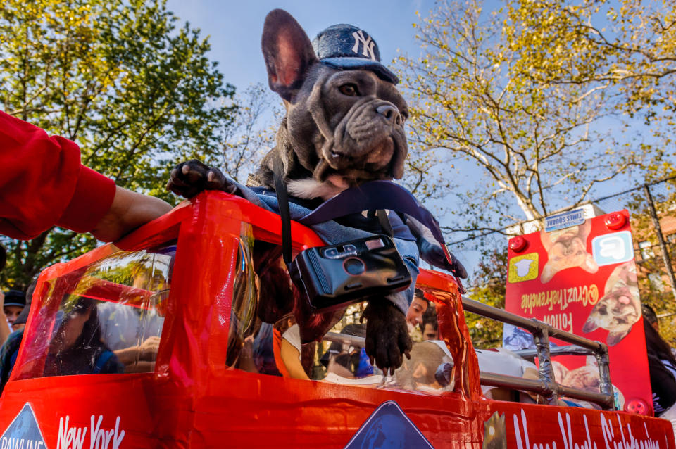 Costumed pooches prance In annual Halloween Dog Parade in New York City