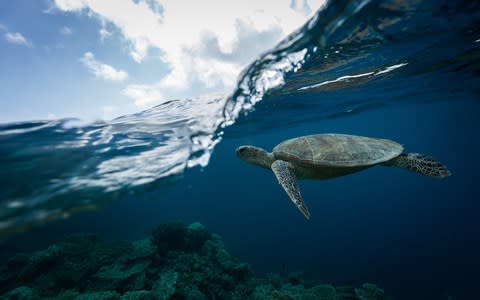 Spot turtles and fish before breakfast