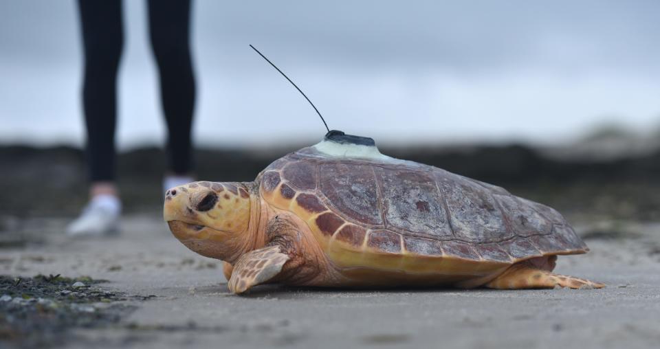 A satellite tagged loggerhead turtle pushes its way to the water at West Dennis Beach in July 2020, one of seven sea turtles released. The animals were all found cold-stunned on Cape Cod the previous fall and were rehabilitated at New England Aquarium over the winter. The tags can transmit locations back to a receiver for over a year giving researchers information about migration routes.