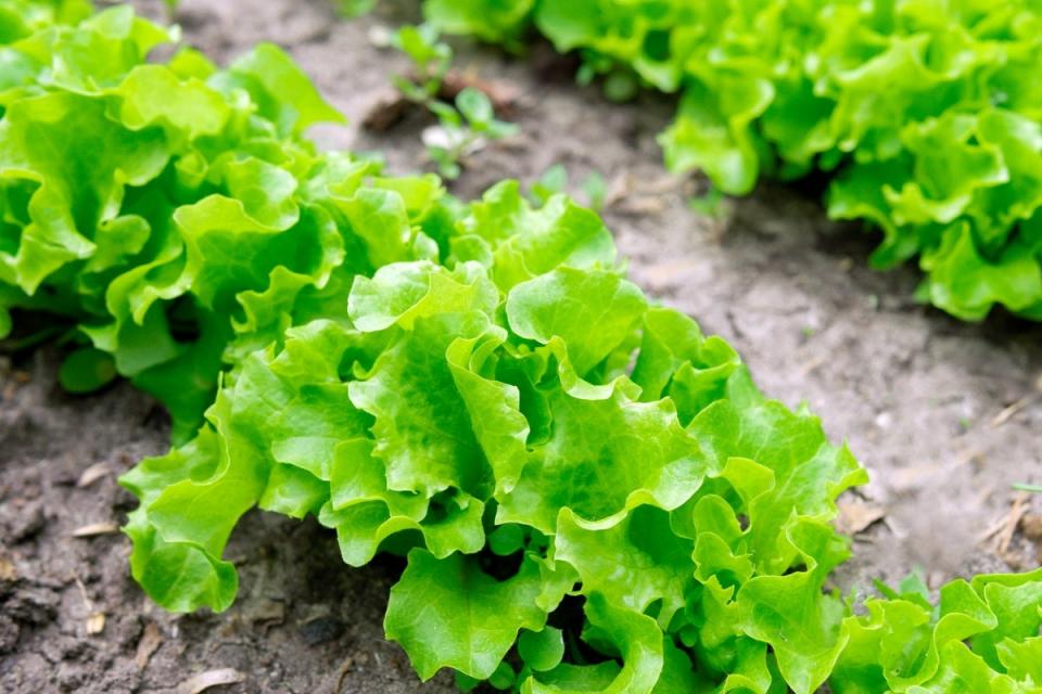 Loose leaf lettuce growing in rows in a home garden