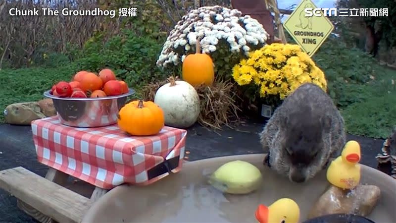 帕瑪爾為恰克打造一個漂亮又舒適的用餐區。（圖／Chunk The Groundhog 授權）