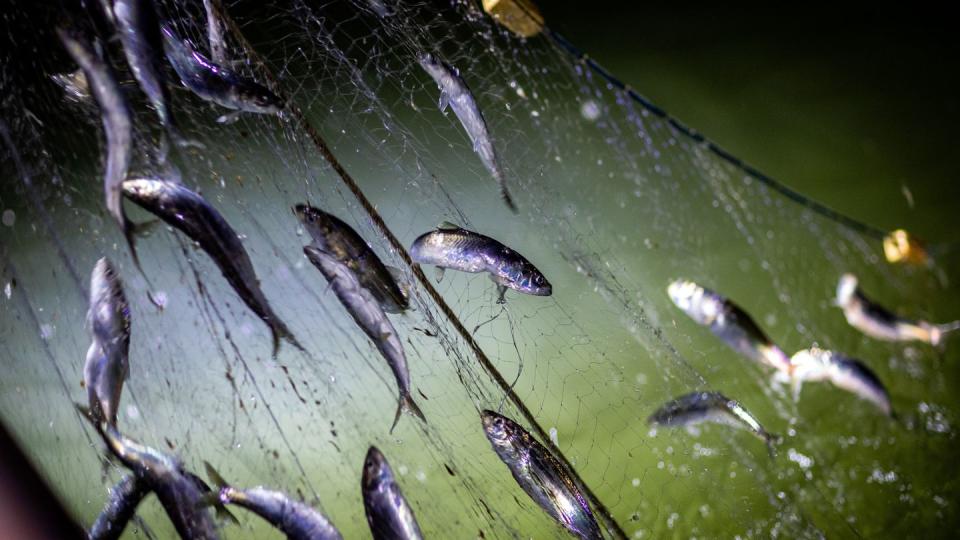 Fischer fangen derzeit im Greifswalder Bodden Heringe. Fischer Dirk Baumann durfte vor fünf Jahren noch 220 Tonnen Hering fischen, im Jahr 2021 liegt seine Quote bei nur noch acht Tonnen.