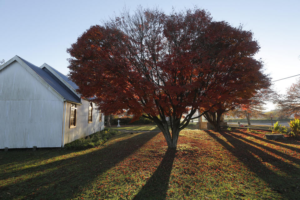 <p>Red autumn leaves dominate the color of a tree in the church yard of the small village of Nottingham Road, South Africa, May 24, 2017. The leaves are falling from trees as the colder weather of winter approaches on the southern hemisphere. (Photo: Kim Ludbrook/EPA) </p>