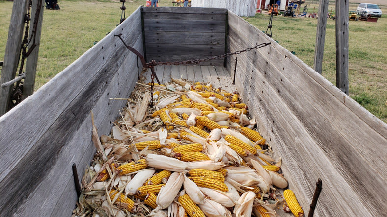 corn being harvested