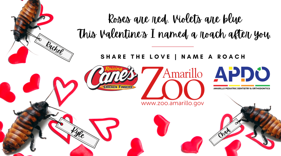 Amarillo Zoo brings back the perfect opportunity to Roach your Ex, now until Feb.15, offering the opportunity to name nutrition after that special someone to be fed to a zoo animal.
