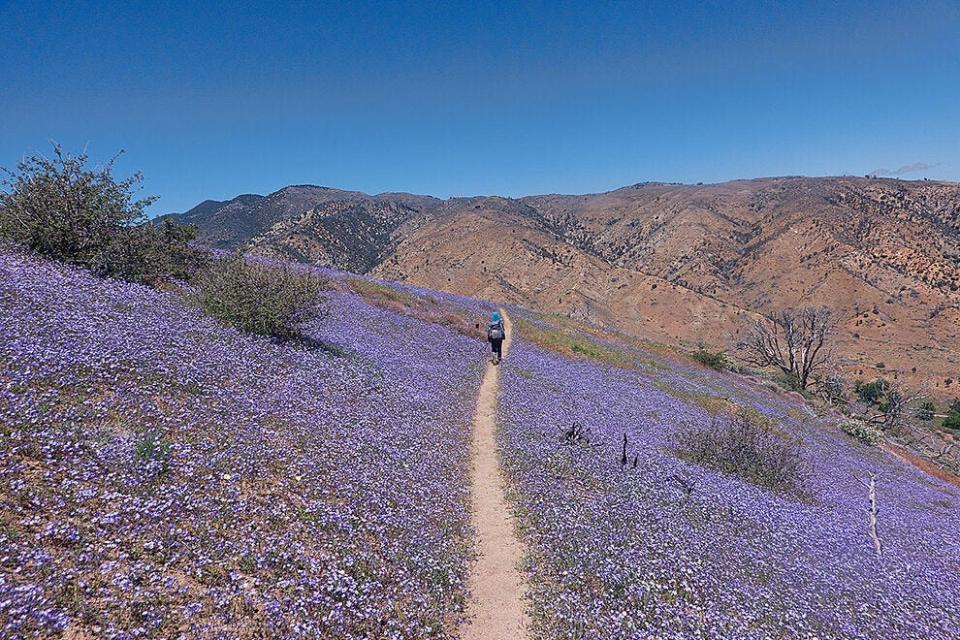 Wildflowers in the Mojave on the PCT