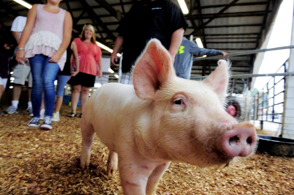 A piglet waits to be petted during the Wilson County Fair on Aug. 17, 2014, in Lebanon.