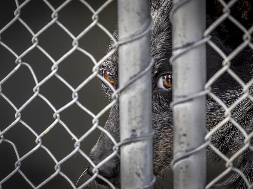 Dogs looking out from behind a chain-link fence