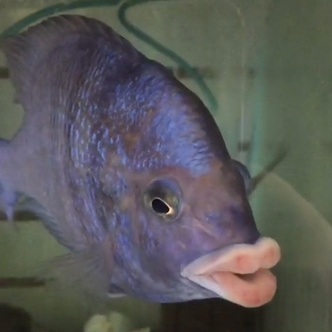 Fish With Big Lips