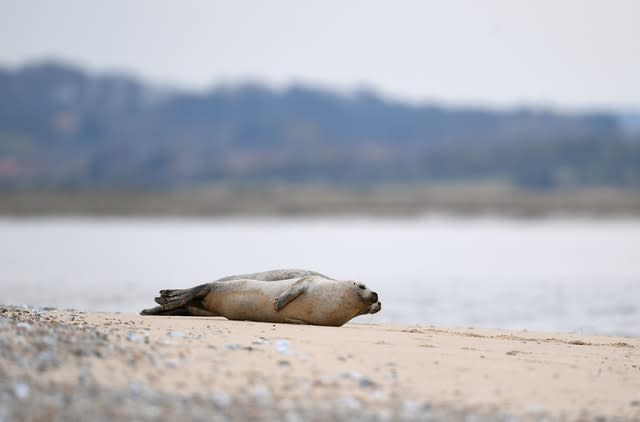 Common seals at Blakeney Point on the Norfolk coast