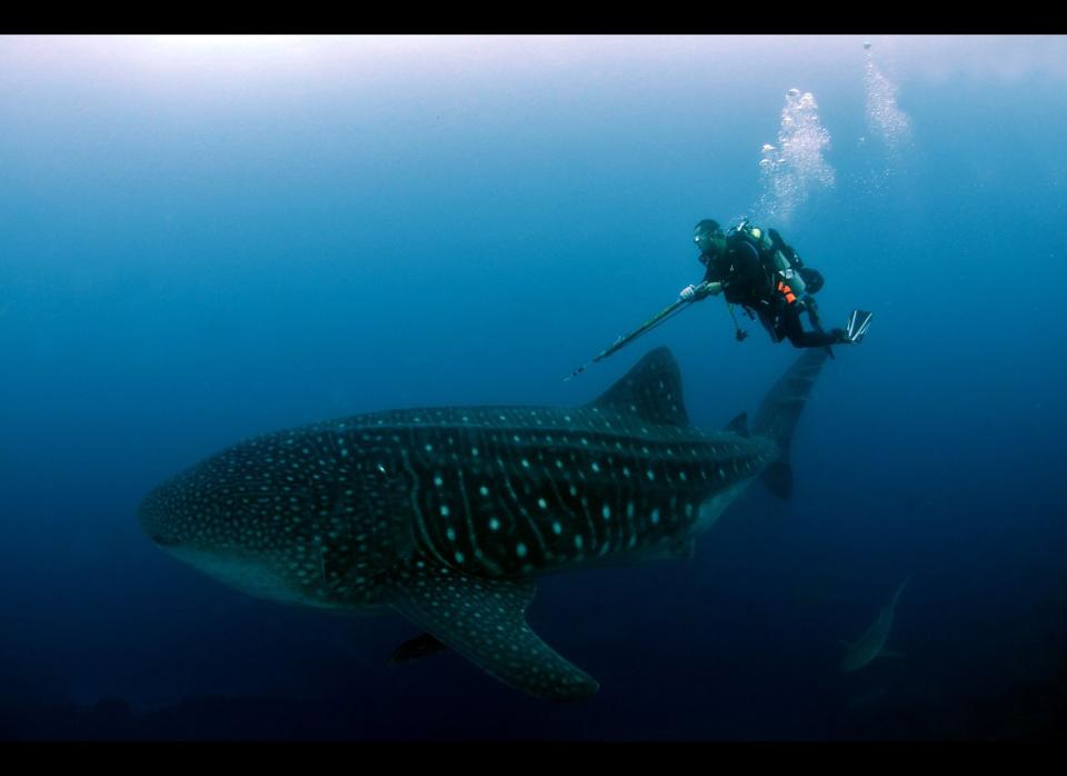 This undated photo released by The Galapagos National Park of Ecuador shows a diver alongside a whale shark in the Galapagos Island, Ecuador.