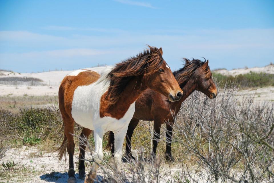 10) Chincoteague Island, Virginia