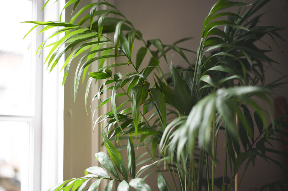 Green plant next to a window