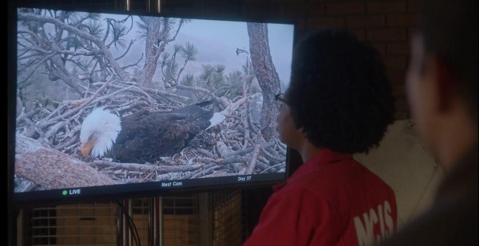 Popular bald eagle couple Jackie and Shadow from Big Bear appeared on Monday’s episode of the CBS TV show NCIS.