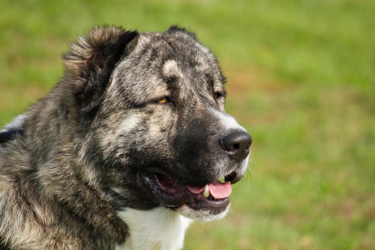 Shot dead: The dog was a Caucasian shepherd (file photo): Shutterstock