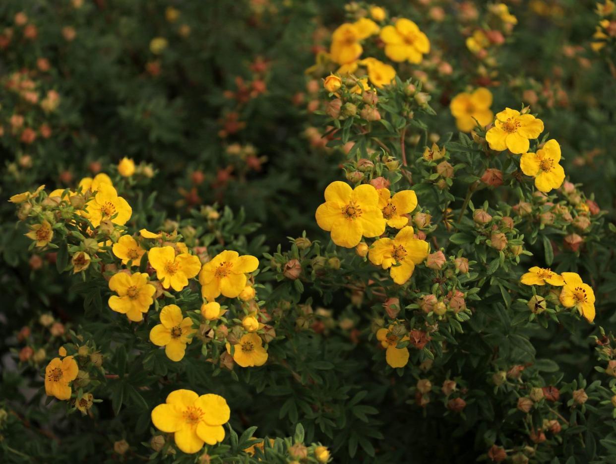 blooming potentilla plant with vibrant yellow flowers