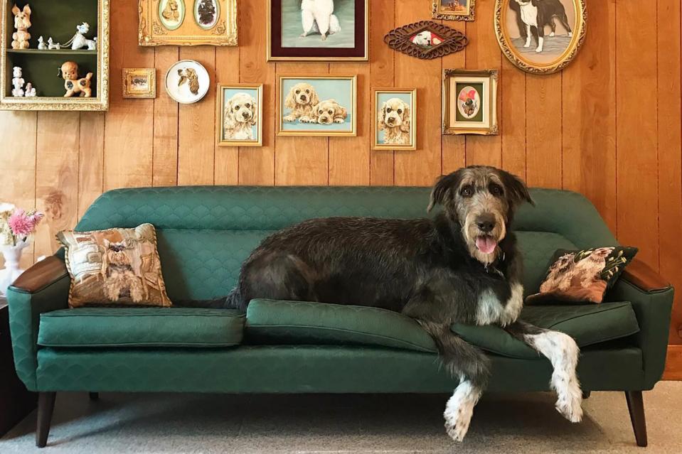 Large dog posing on green sofa with retro pet art on wall above