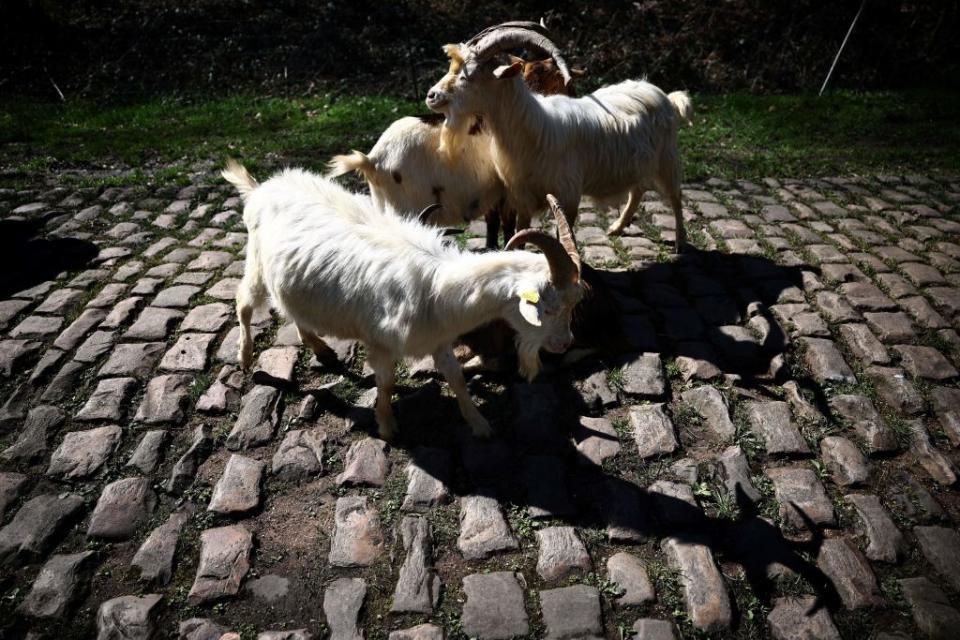 Goats are brought to graze the weed on a cobblestone sector of the ParisRoubaix cycling race at the Troue dArenberg near Arenberg on April 4 2023 ahead of this weekends women and men races Photo by AnneChristine POUJOULAT  AFP Photo by ANNECHRISTINE POUJOULATAFP via Getty Images