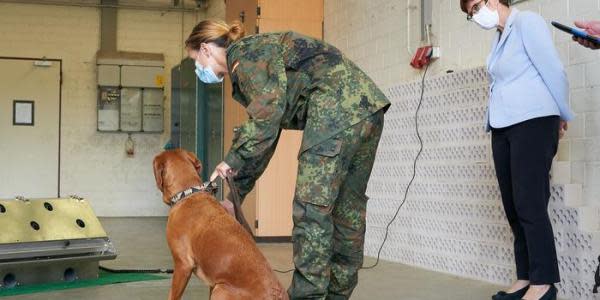 Entrenan a perros para detectar Covid-19 en saliva