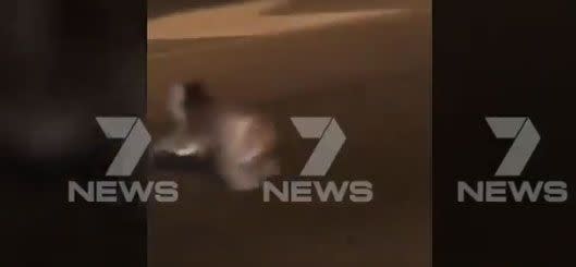 The koala scarpers to the other side safely. Source: 7 News