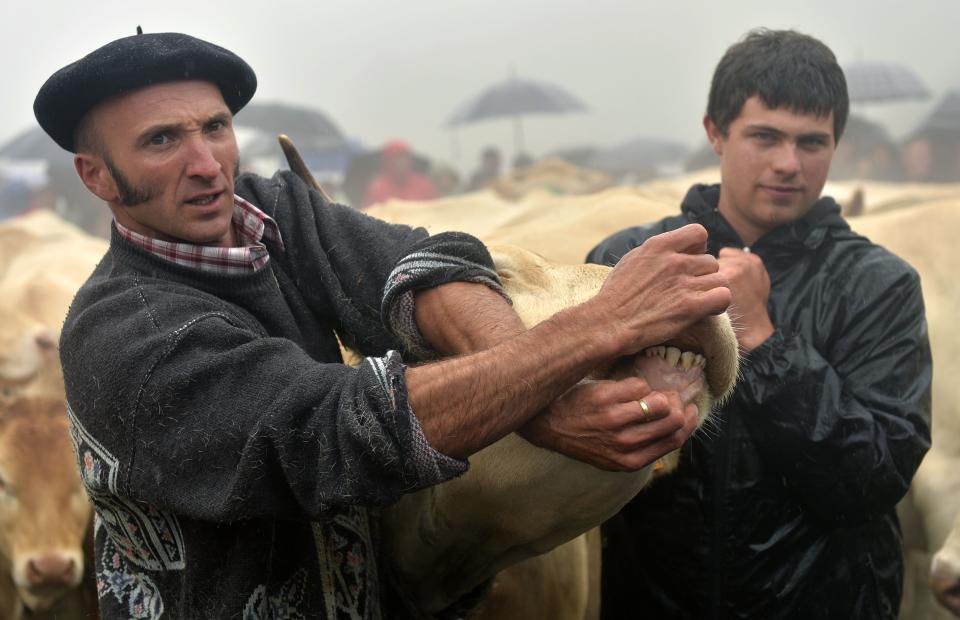 Celebración del tributo de las tres vacas en 2016. (GAIZKA IROZ/AFP via Getty Images)