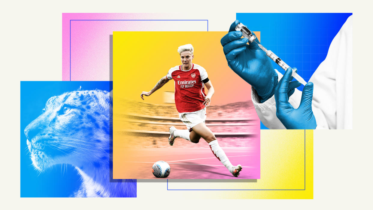 Photo montage of a snow leopard, Arsenal WFC forward Lina Hurtig, and a doctor with a syringe. 